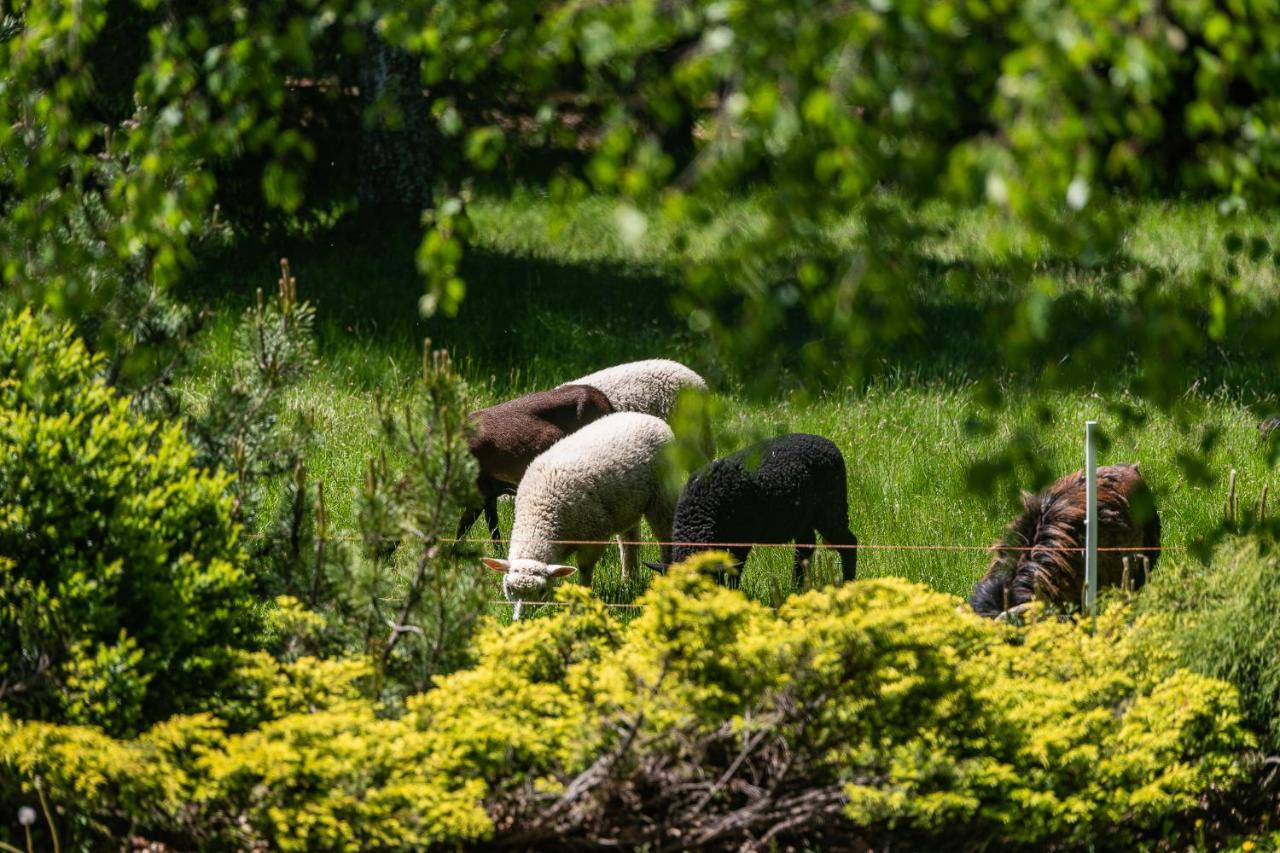 Chata Jarzebata Wisła Buitenkant foto